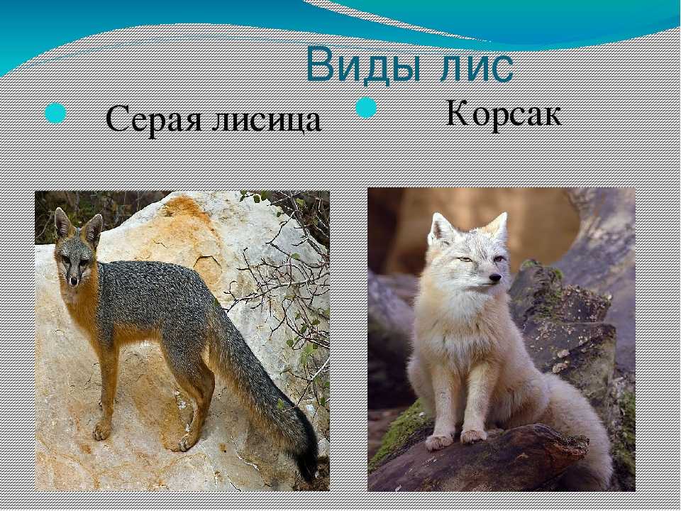 Все о лисах
