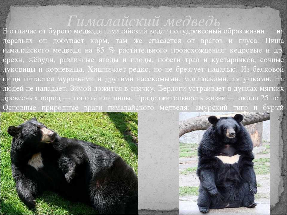 Заповедник бастак. гималайский медведь