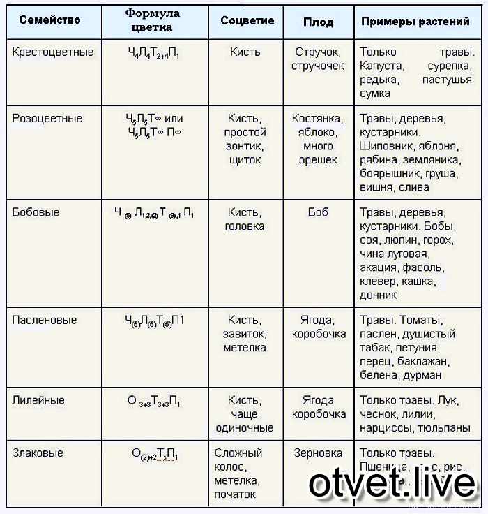 Семейство мотыльковых, или бобовых (около 12 тыс