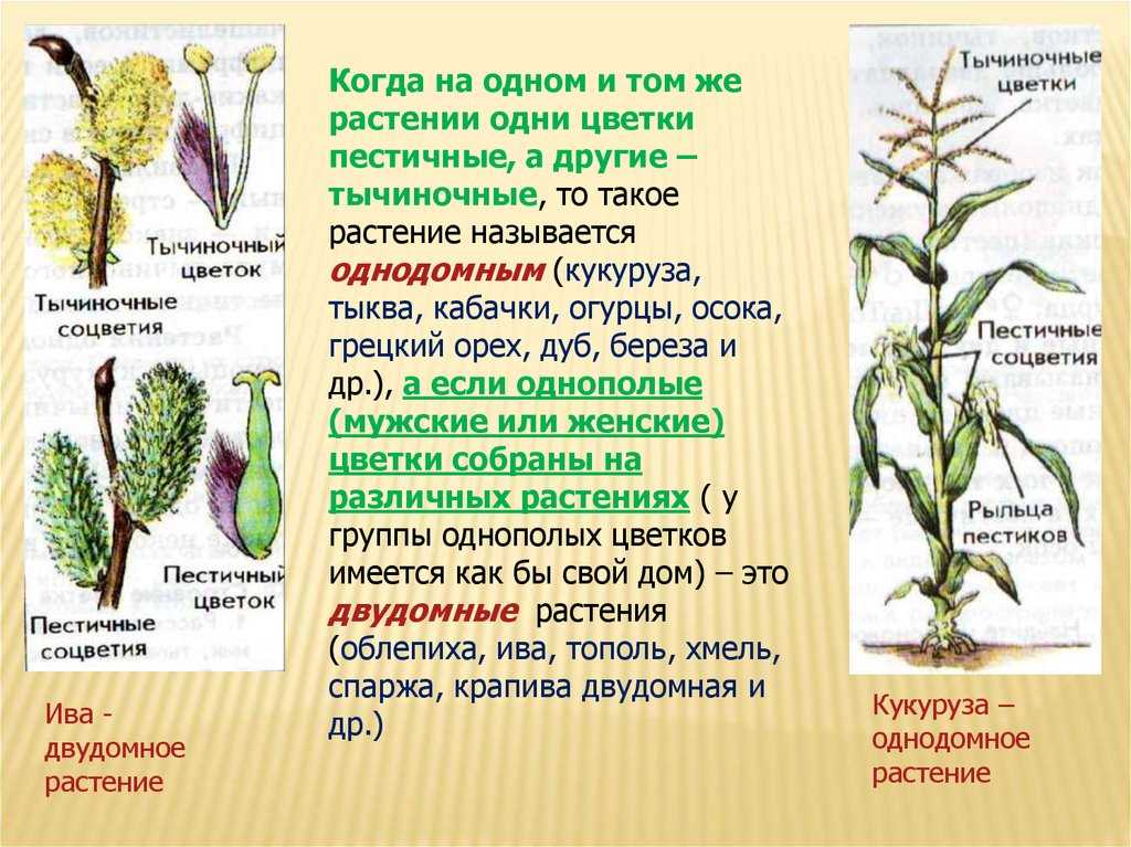 Двудомное растение: что это значит и как оно функционирует?