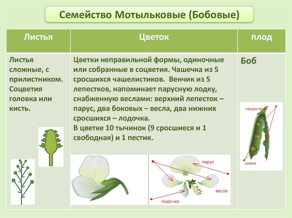 Семейство ⭐️ бобовые: характерные признаки, общая характеристика, роль, таблица, биология 6 класс