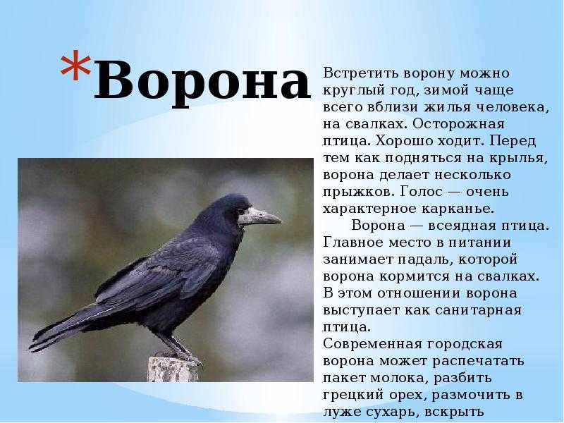 Какая птица самая опасная в мире?