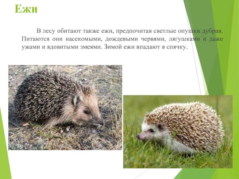 Красная книга курской области: редкие животные, нуждающиеся в защите