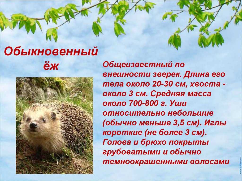 Птицы карелии. перелетные, певчие, хищные, зимующие, занесённые в красную книгу. фото, названия.