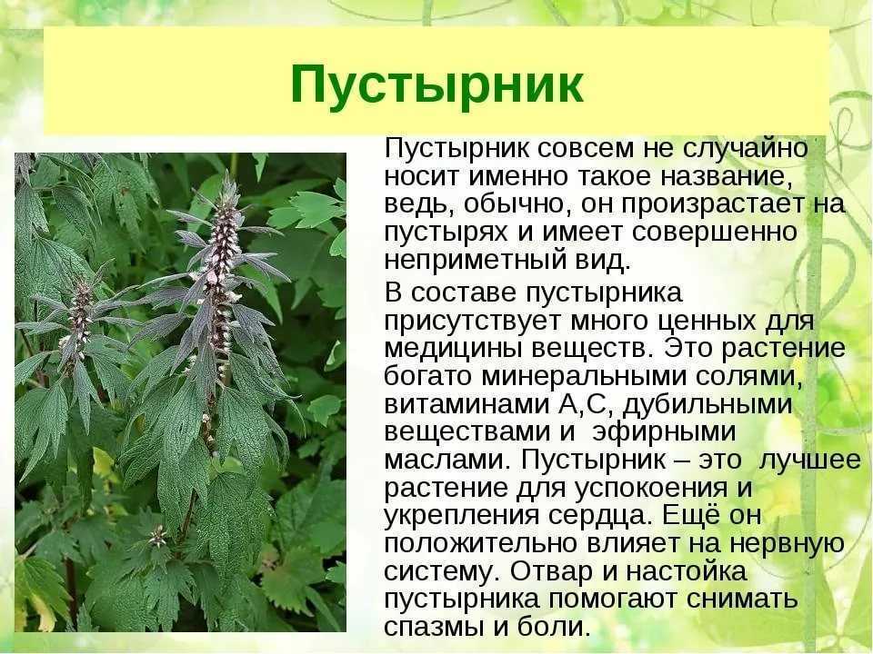 Применение алтея в народной медицине в домашних условиях
