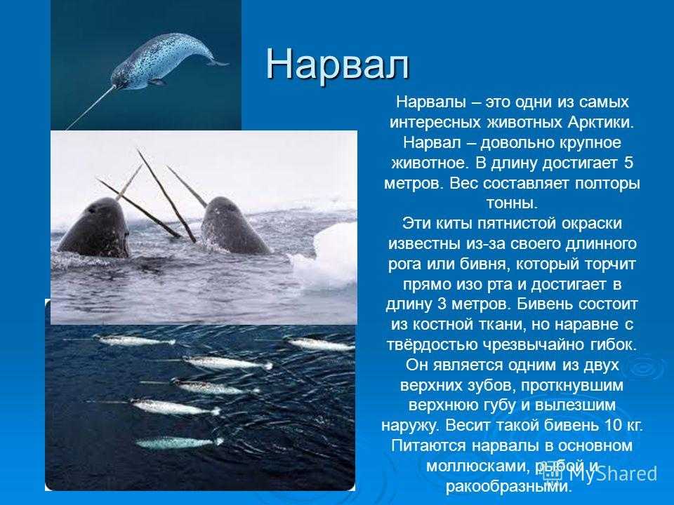 Интересные факты о нарвалах. нарвал. фото и видео нарвалов. описание и интересные факты о нарвалах нарвал морской единорог краткое сообщение