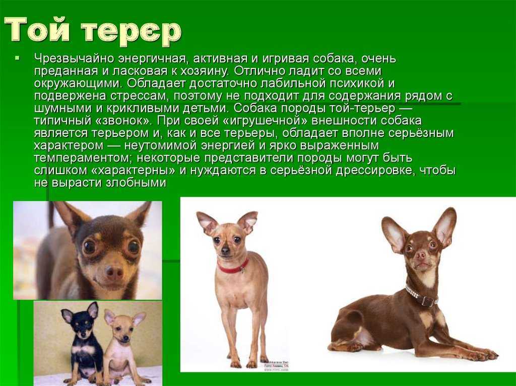 Щенки той-терьера: фото, уход, особенности. 100 фото той-терьеров