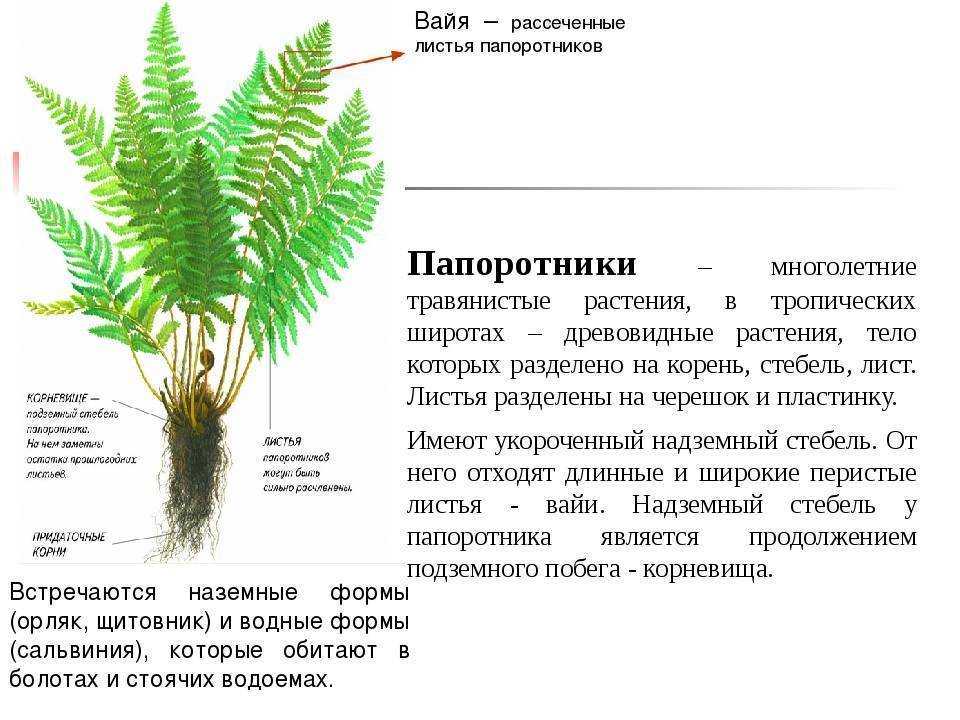 Мужской папоротник или щитовник мужской - dryopteris filix-mas (l.) schott