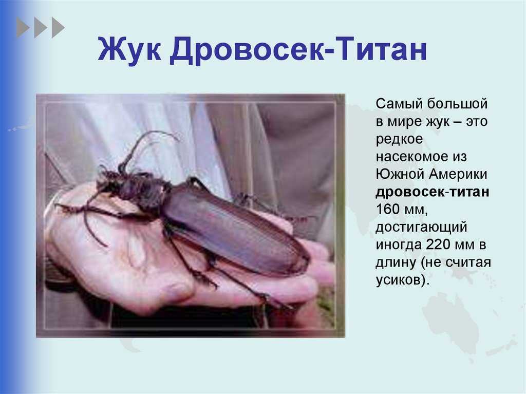 Где обитает жук дровосек титан