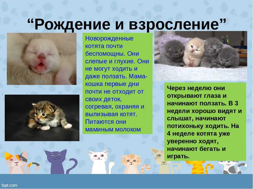 Как выглядят котята после рождения и как растут? - animallist.ru