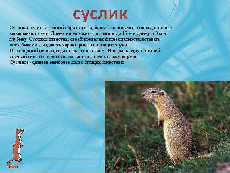 Суслик - описание, где живут, сколько живут, что едят, фото