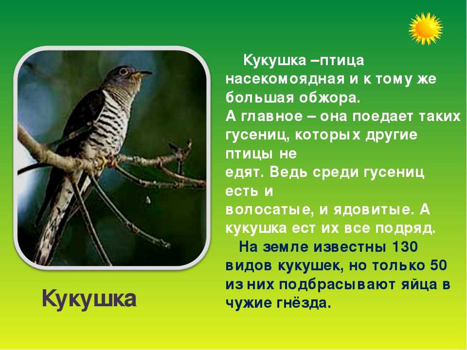 Презентация птицы. жизнь кукушки  доклад, проект