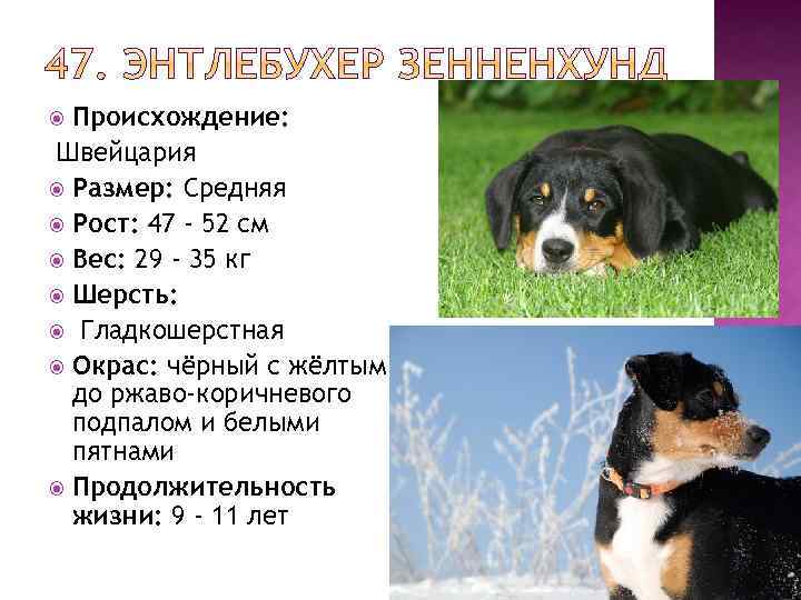 Бернский зенненхунд характеристика породы, особенности содержания и ухода, наследственные заболевания, отзывы владельцев