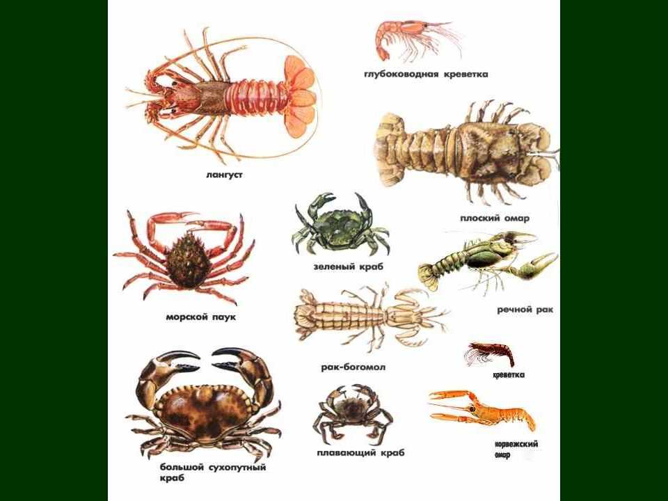 Класс ракообразные - bio-lessons