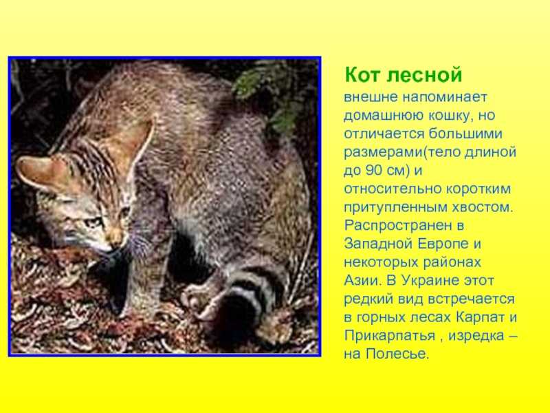 Дикие кошки кавказа. кавказская лесная кошка: краткое описание. ареал и места обитания