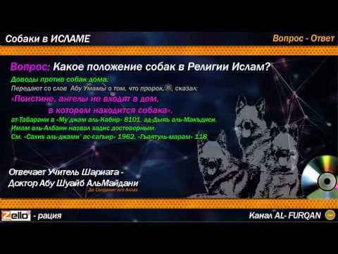 Почему мусульманам нельзя держать дома собаку