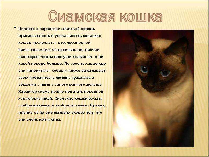 Тайская кошка