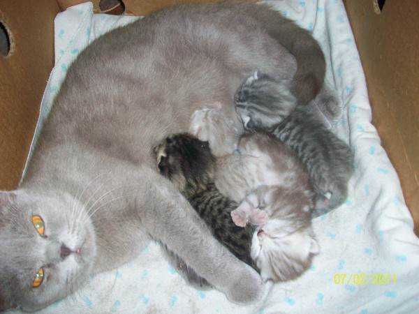 Сколько котят в среднем рожает кошка за один раз