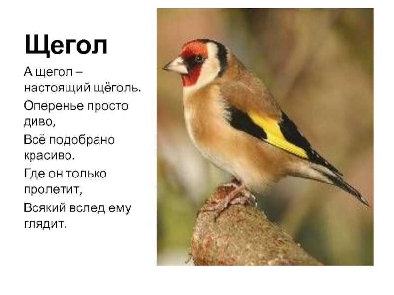 Щегол птица. описание, особенности, образ жизни и среда обитания щегла
