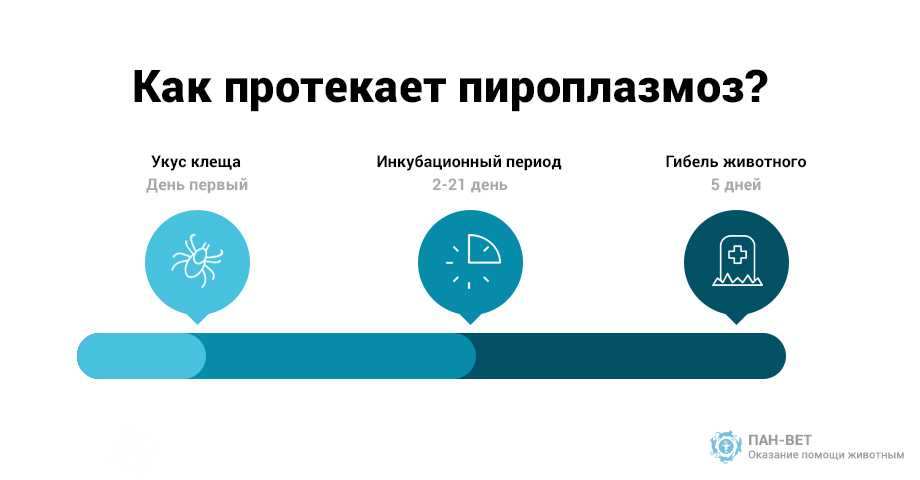 Пироплазмоз у собак: симптомы, лечение, прививка. азидин и верибен инструкция по применению