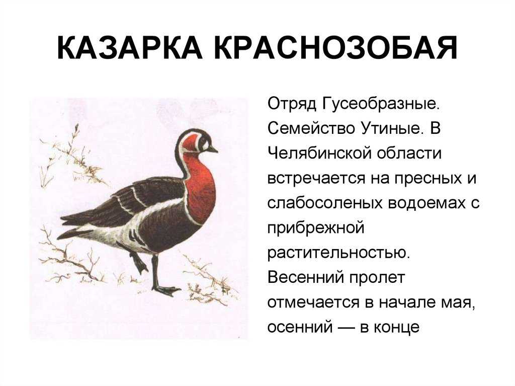 Краснозобая казарка красной книги россии – фото и описание, интересные факты, где обитает, какой отряд