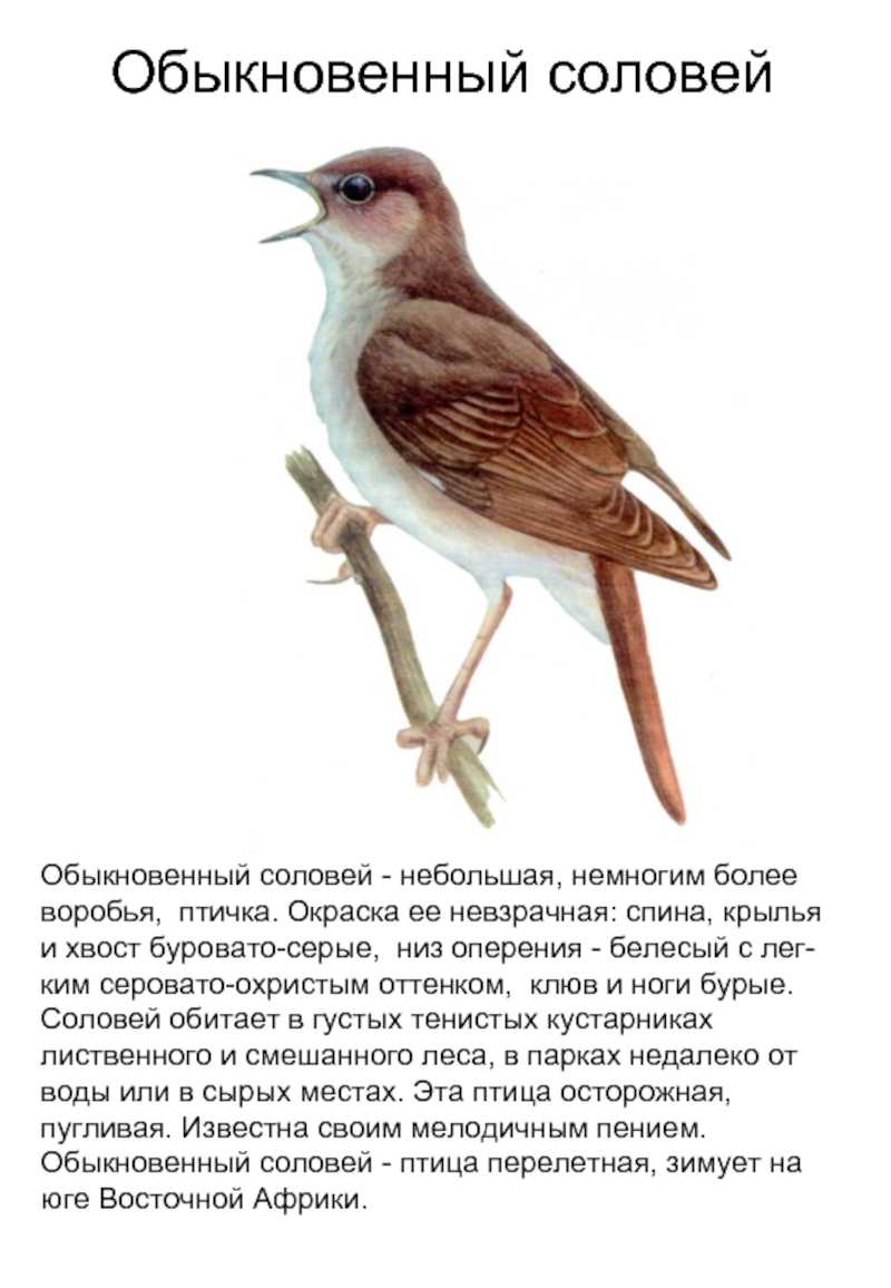 ​50 интересных и удивительных  фактов о соловьях — общенет