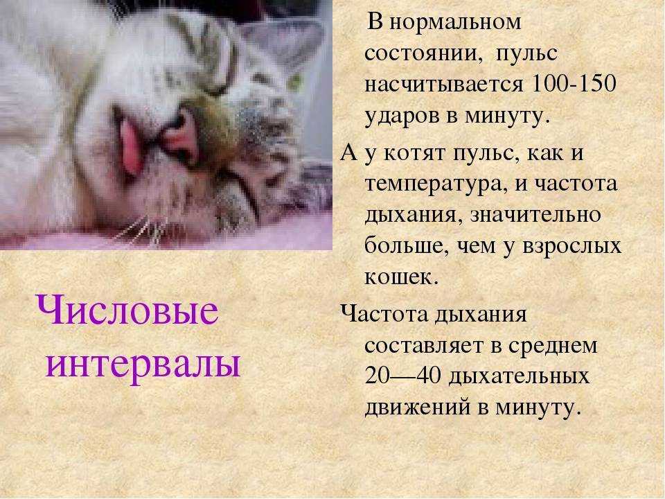 Почему кошка кусается, когда ее гладишь, и что делать хозяину: ругать питомицу или разобраться, какая из 7 причин вызвала агрессию