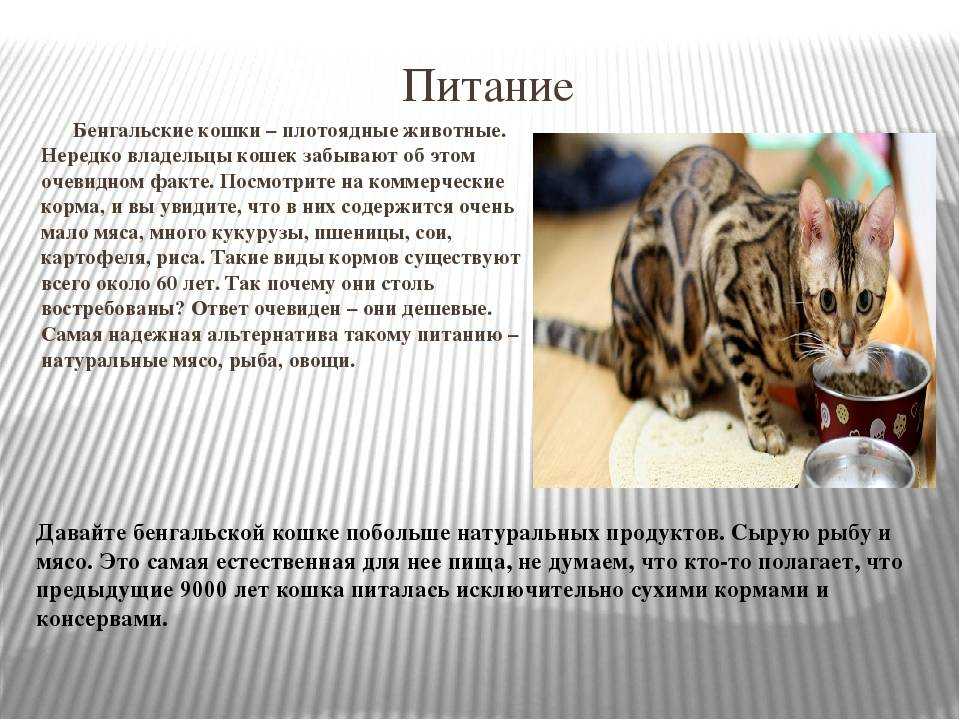 Окрасы - бенгальские кошки