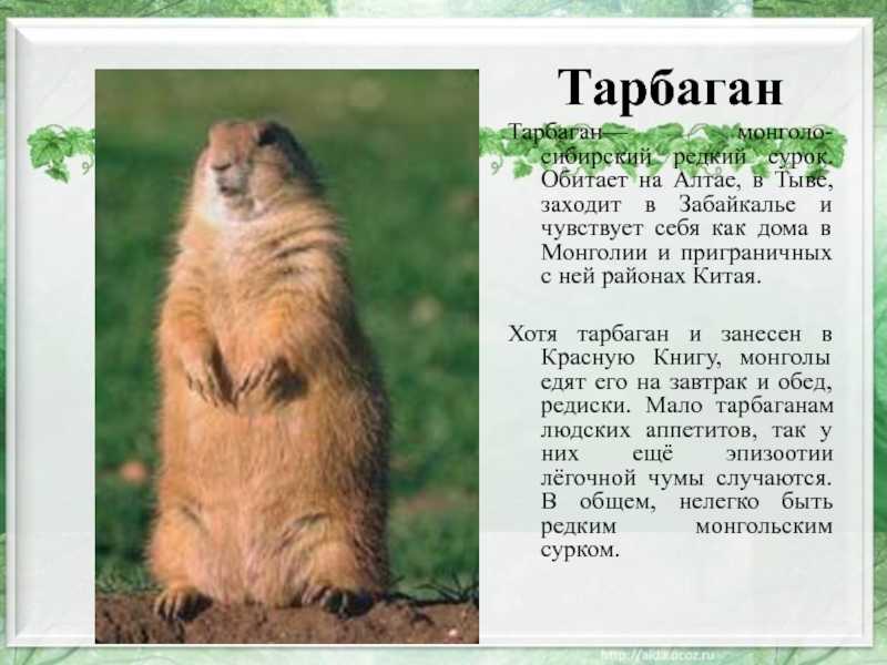 Eurobirdwatch - россия | списки видов | забайкальский край