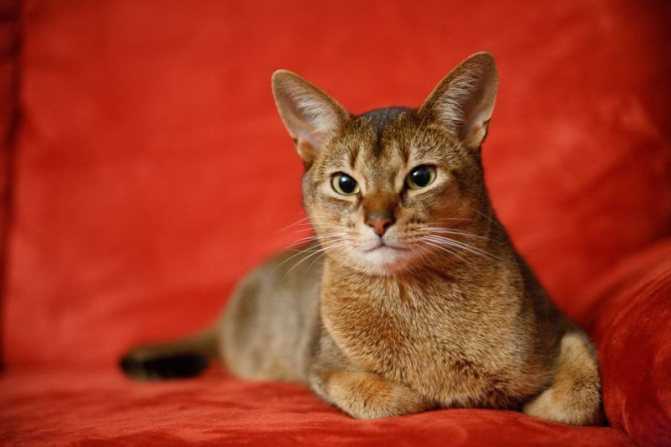 Кошки породы чаузи