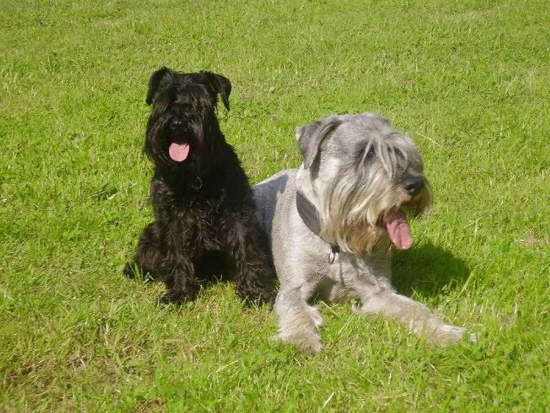 Порода собак шнауцер (schnauzer): фото, видео, описание породы и её видов