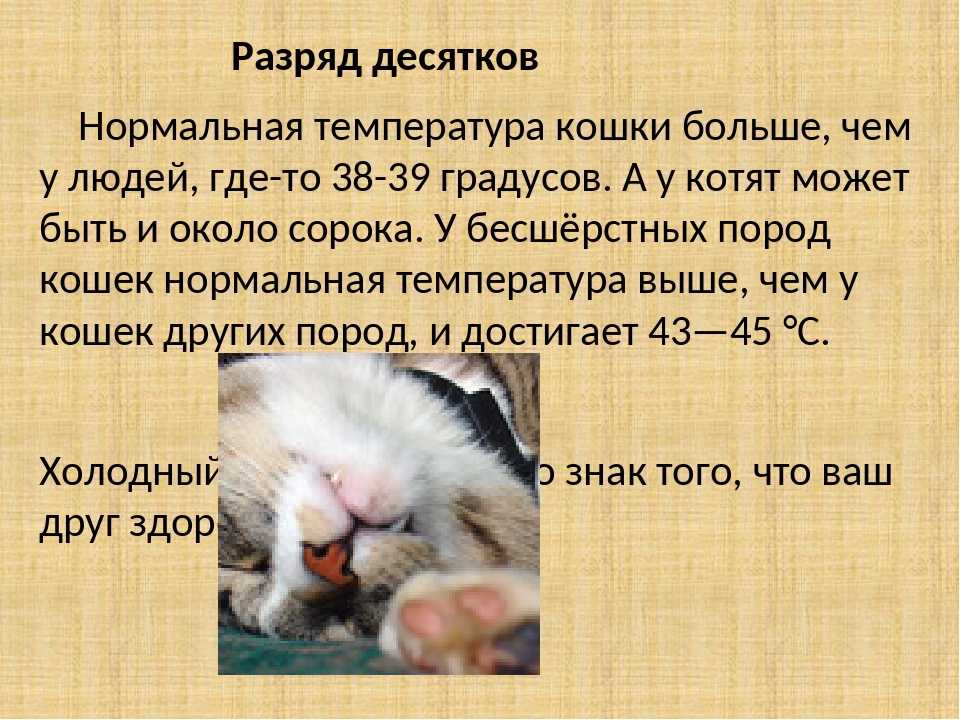 Температура тела у кошек: норма, отклонения и способы измерения | звери дома
