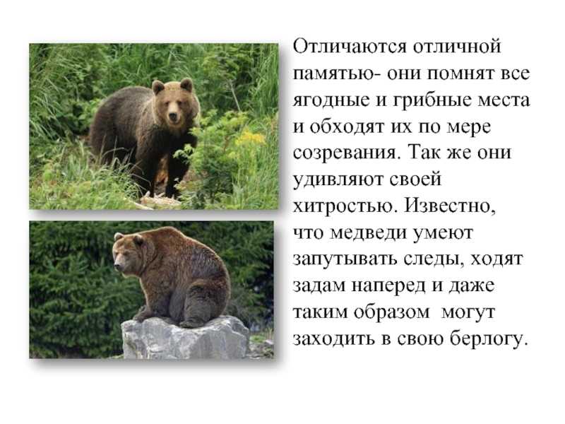 Медведь: сколько лет живет, чем питается и где обитает, виды медведей с фото