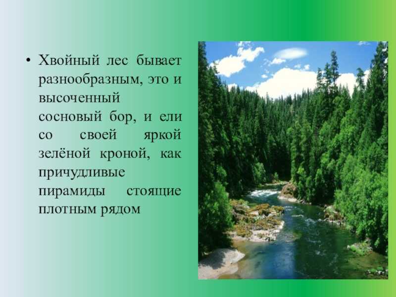 Растительность бореальных хвойных лесов [1982 фукарек ф., хемпель в., хюбель г., шустер р., сукков м. - растительный мир земли. том 2]
