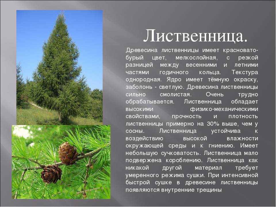 Вечерница - фото, описание и применение цветка