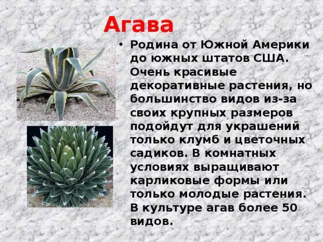 Северная америка - фотографии растений и лишайников - местообитания - плантариум