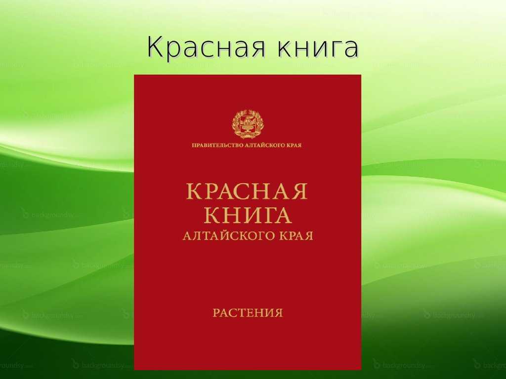 Презентация на тему: животный мир алтайского края. доклад-сообщение алтайский край 2, 3, 4 класс кратко
