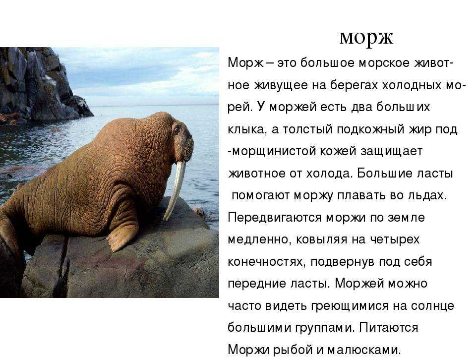 Морж: описание, образ жизни морского животного