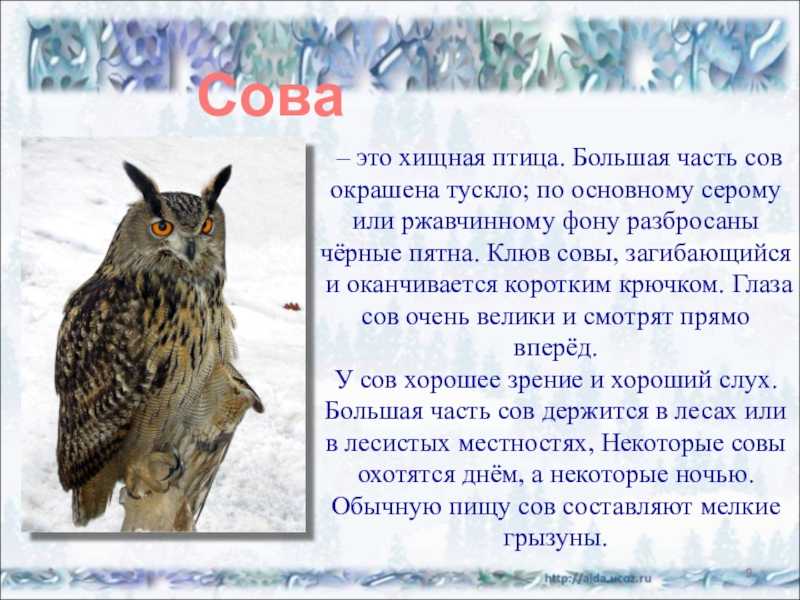 какие птицы обитают в Кемеровской области Виды птиц Кемеровской области с фото, названиями и описанием Лесные, хищные, перелетные и певчие птицы Кемеровской области Презентация и сообщение