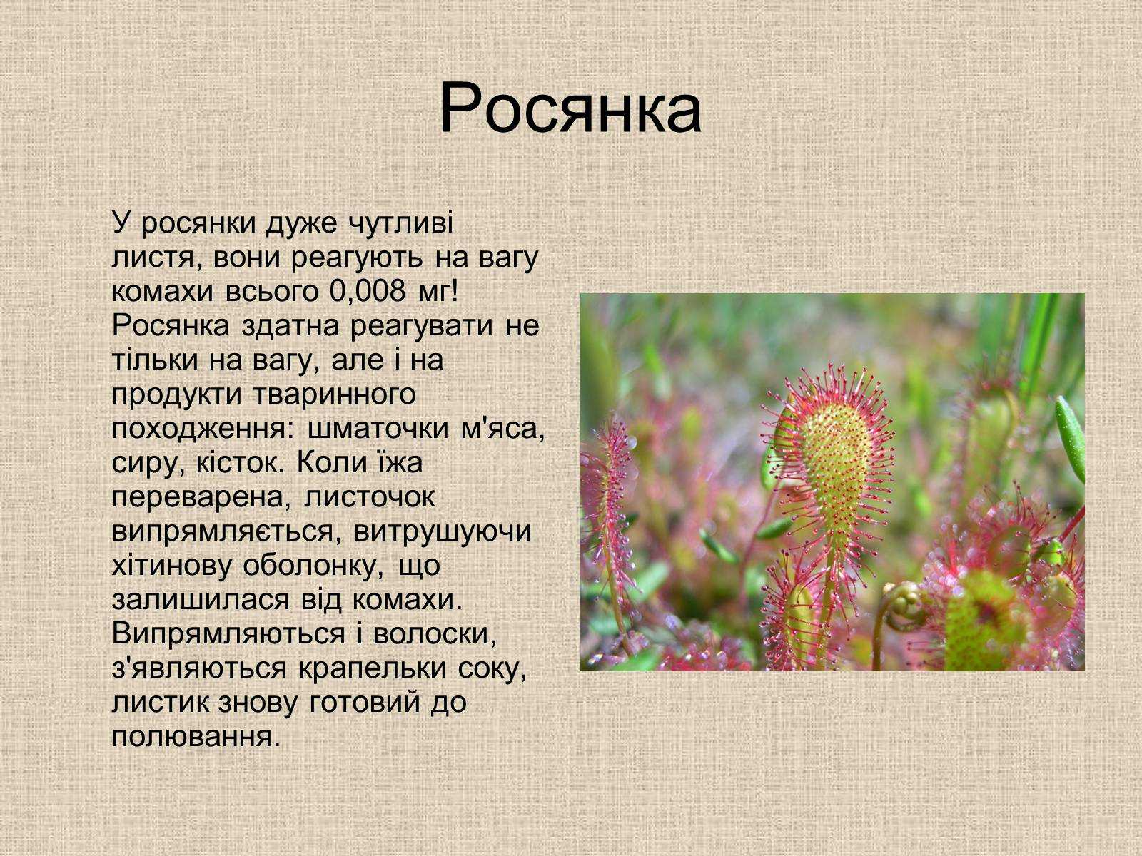 Плотоядные растения - разновидности, описание, фото