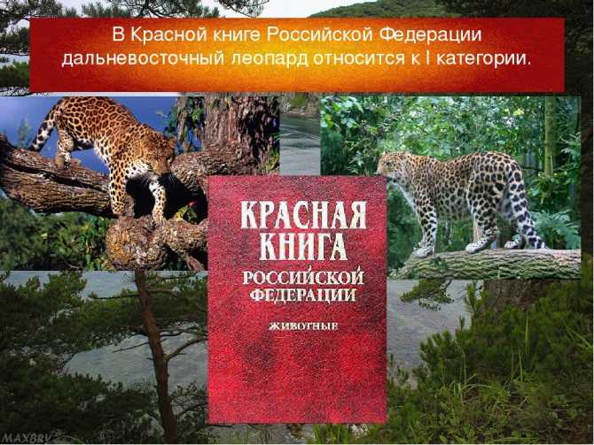 Дальневосточный амурский леопард