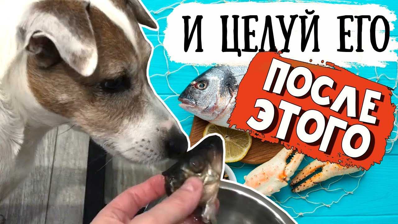 Вводить ли в рацион собаки рыбу? ответ ветеринара | блог ветклиники "беланта"