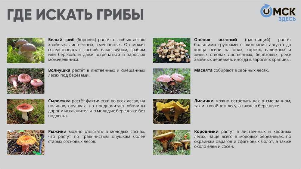Грибы подмосковья
