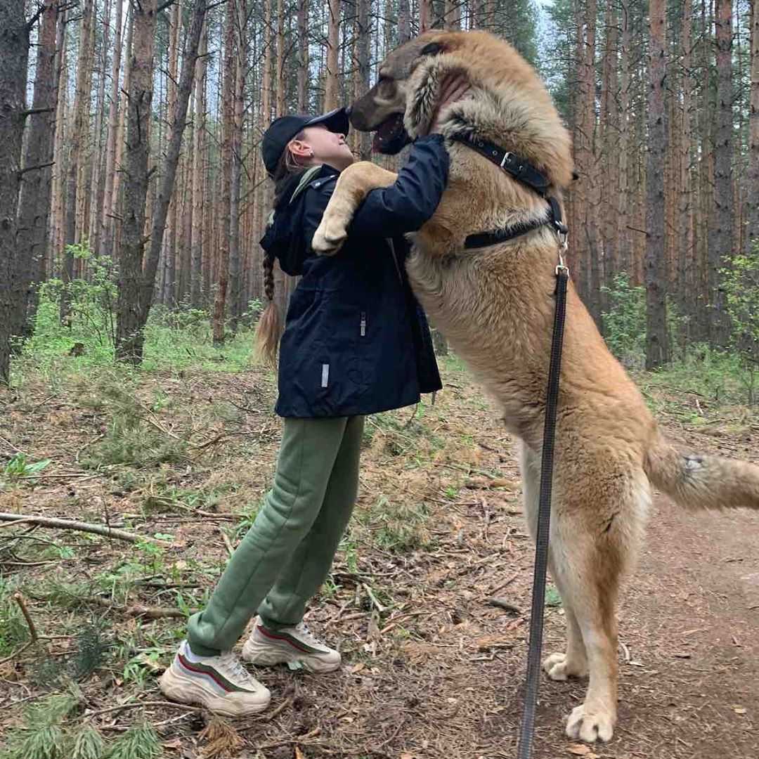 Гампр — армянский волкодав — for-pet