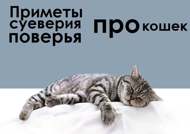 Кошка в доме: трактовка приметы с учетом цвета, поведения и обстоятельств, можно ли держать незамужним