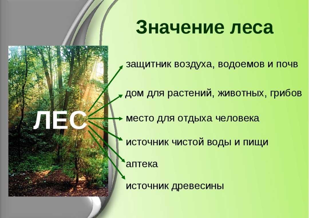 Леса россии — хвойные, смешанные, широколиственные и мелколиственные