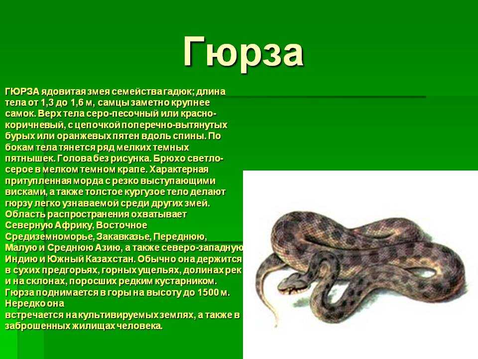 Змея гюрза — образ жизни, питание, размножение; яд гюрзы
