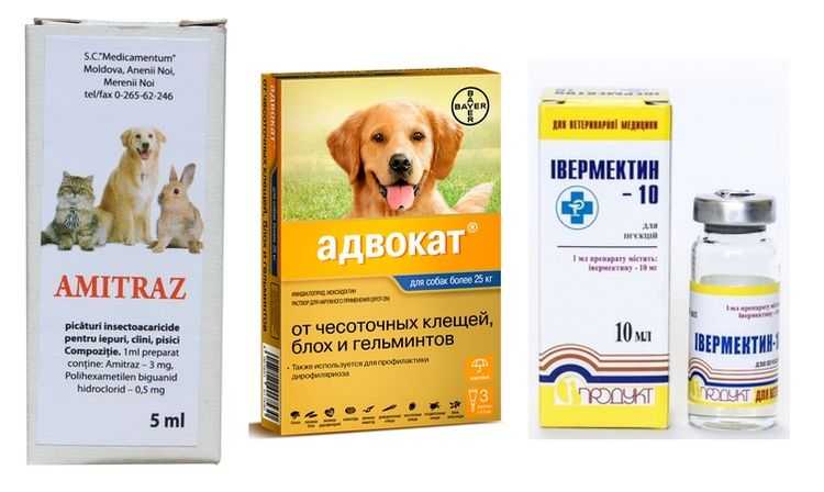 Уколы от подкожного клеща у собак. подкожный клещ у собаки: симптомы и лечение, обзор препаратов.