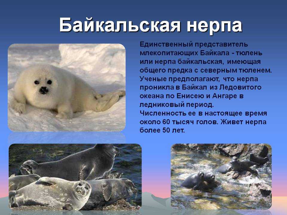 Животные озера байкал. описания, названия, виды и особенности животных байкала