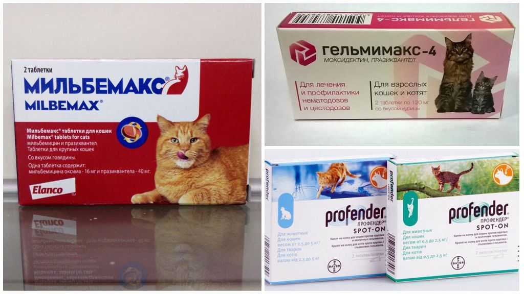 Геморрой у кошки - разбираемся с деликатным недугом | ваши питомцы